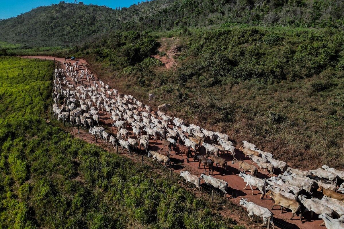 Rinder und Schafe erzeugen über die Hälfte der landwirtschaftlichen Methan-Emissionen. afp