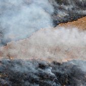 Waldzerstörung schreitet voran