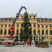 Weihnachtsbaum schon aufgestellt