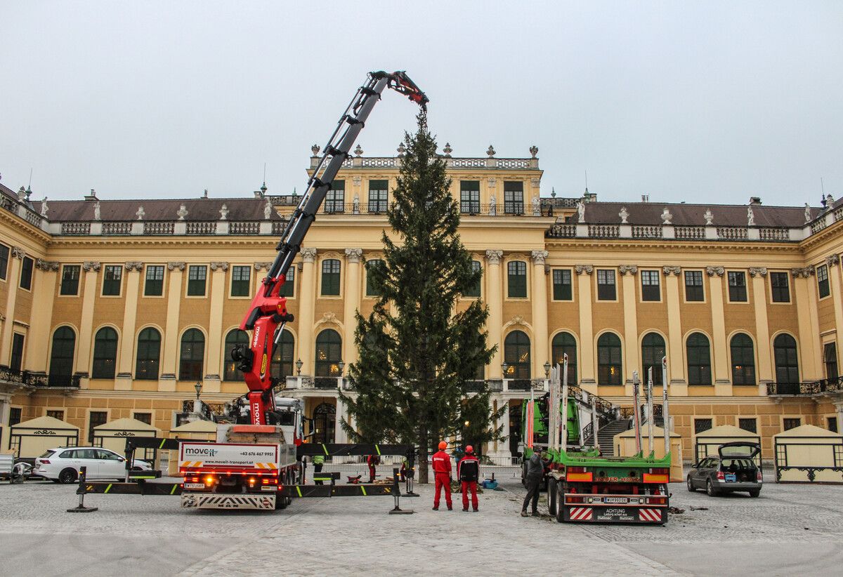 Vor dem Schloss Schönbrunn wurde gestern eine Weihnachtsfichte aufgestellt.⇒AFP