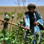 Opiumproduktion in Afghanistan um fast ein Drittel eingebrochen