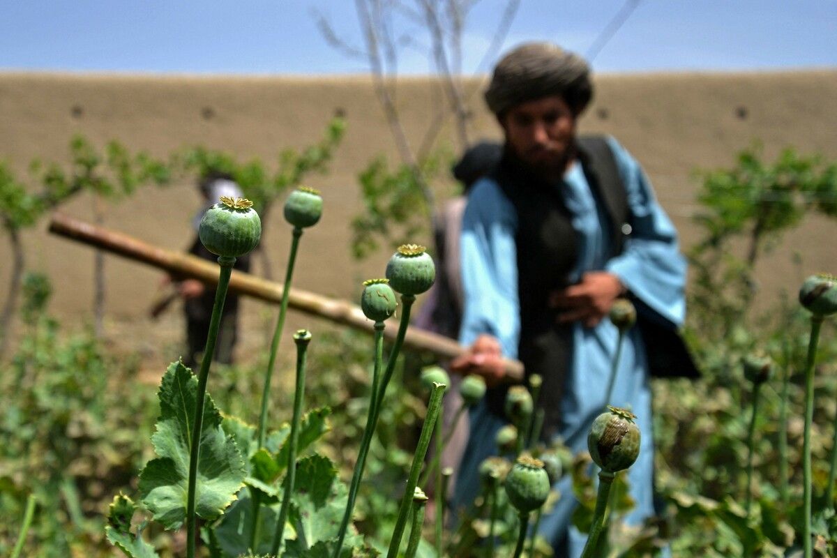 Afghanistan galt lange als weltgrößter Produzent für Opium.⇒AFP