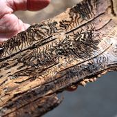 Insekten gefährden Europas Wälder