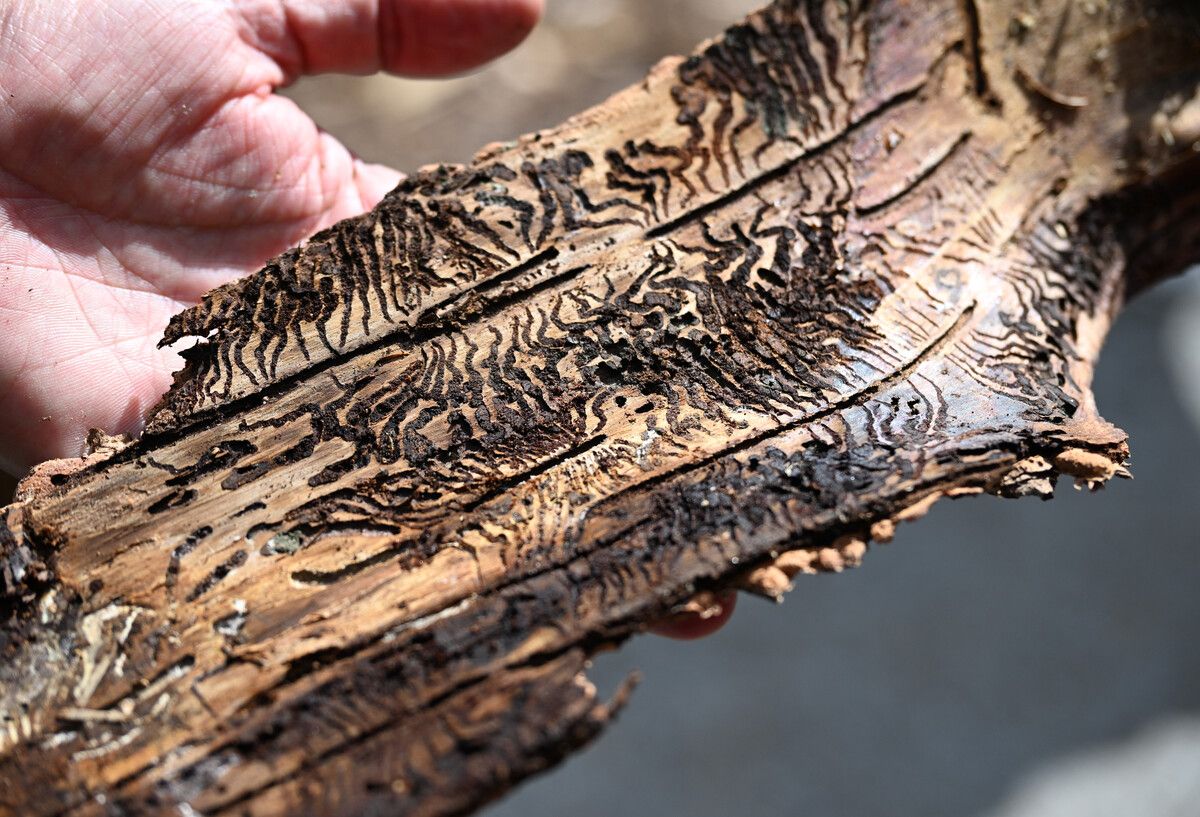 Baumrinde mit dem Fressmuster des Borkenkäfers.⇒AFP