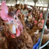 Das Federvieh muss wieder im Stall bleiben