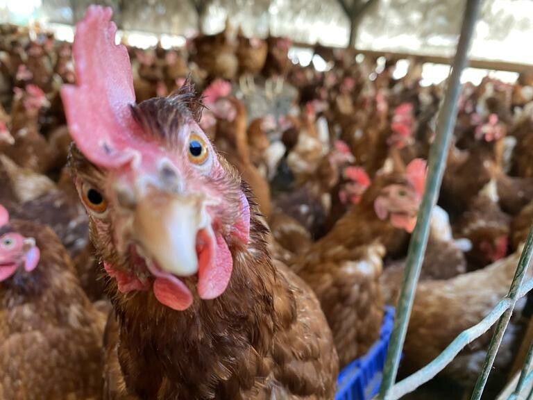 Das Risiko der Vogelgrippe steigt in Österreich. Nun gilt es, die Ansteckungsgefahr für das Heimgeflügel so gering wie möglich zu halten. ⇒Matthias Rauch