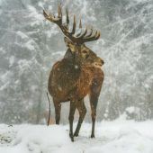 Tuberkulosemaßnahmen auf dem Prüfstand