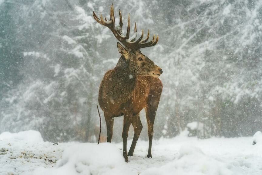 Das Rotwild in Vorarlberg kämpft mit Tuberkulose. Nun im Spätherbst wird sich zeigen, ob die neuen Maßnahmen erfolgsversprechend sind. ⇒VN/Stiplovsek
