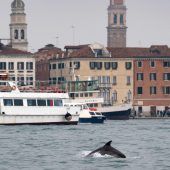 Delfin Mimmo weigert sich, Venedig zu verlassen