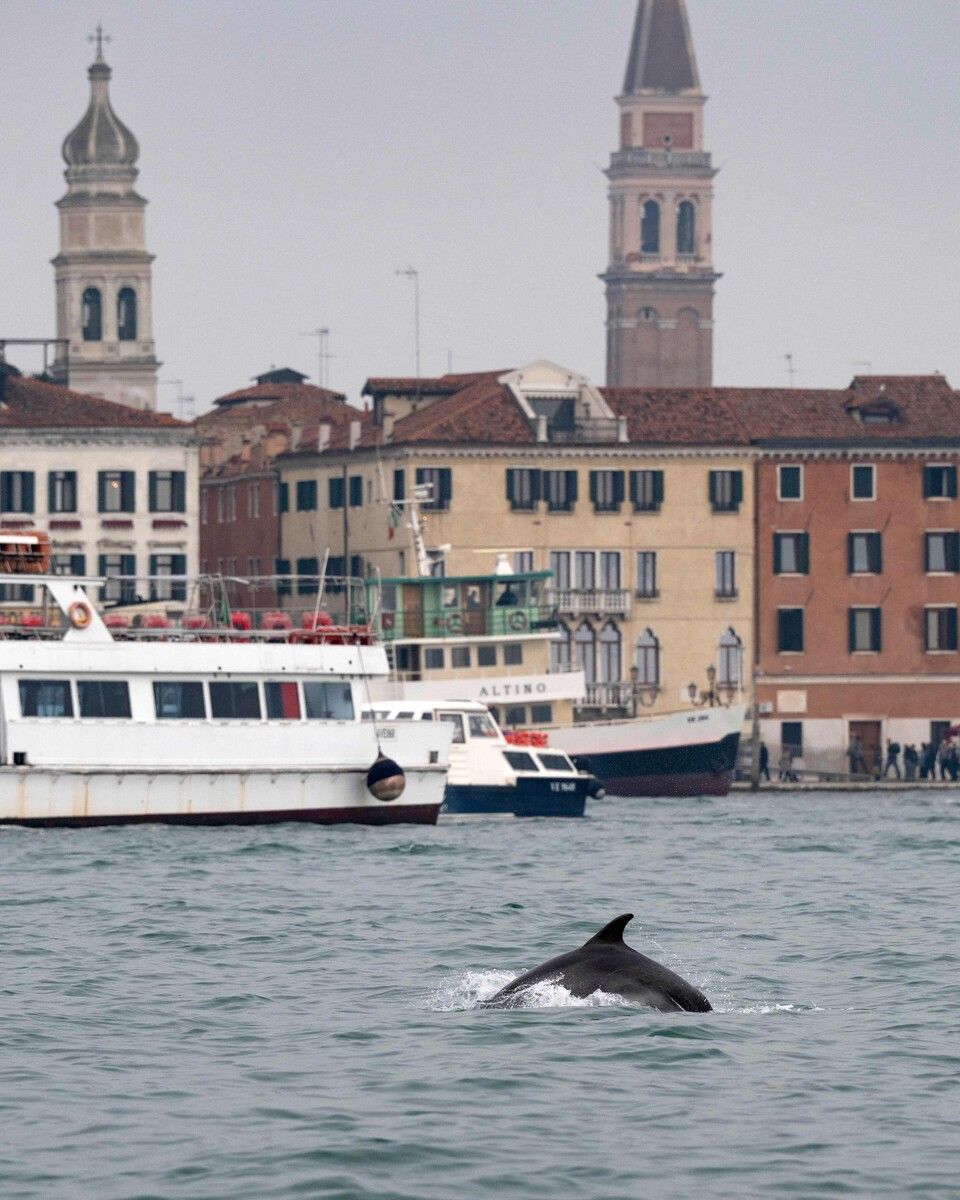 Delfin Mimmo springt nahe dem Markusplatz durch die Lagune.⇒AFP
