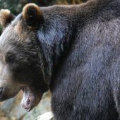 Grizzlybär attackiert Volksschulklasse