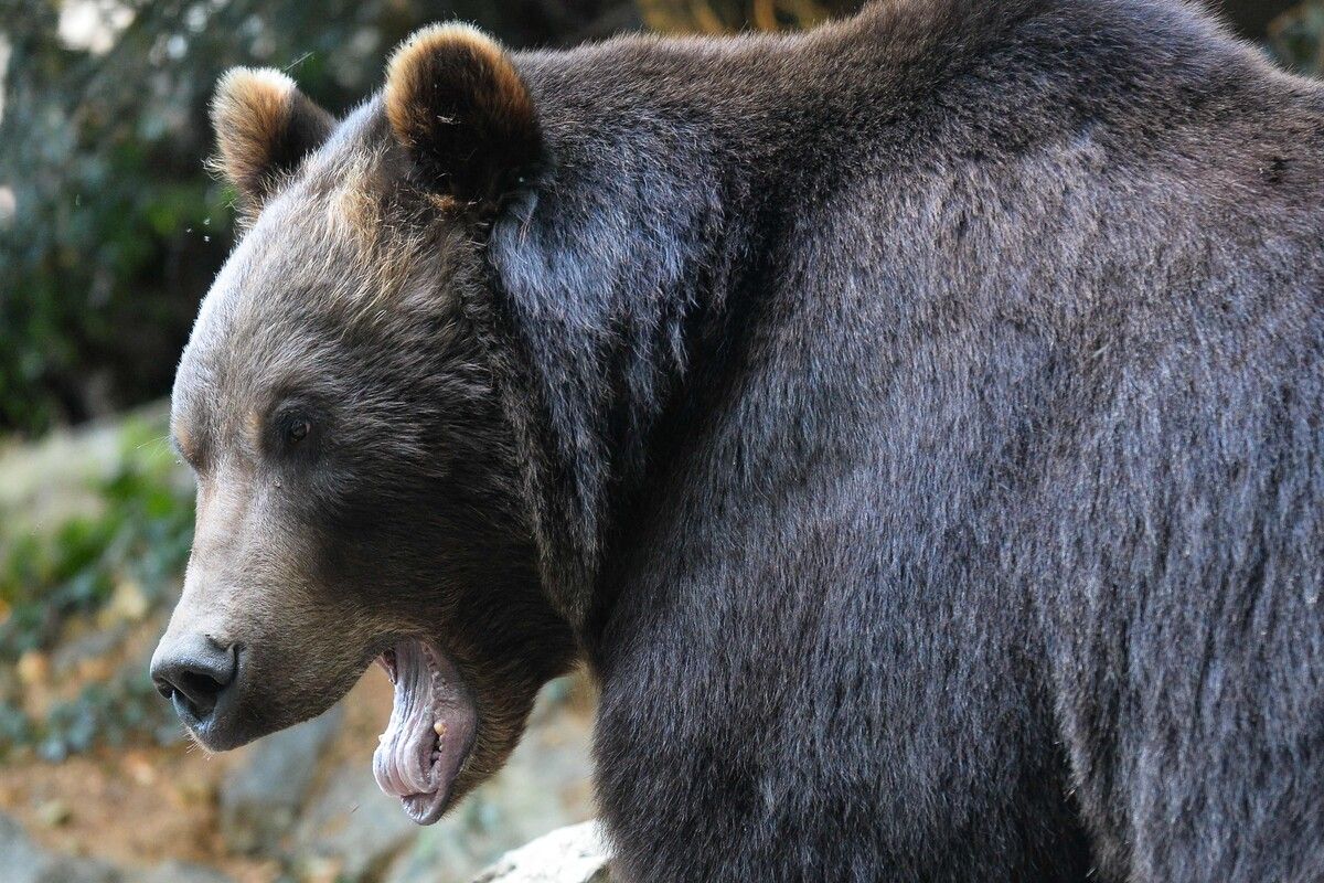 Der aggressive Bär sei weiter frei in der Gegend unterwegs.⇒AFP