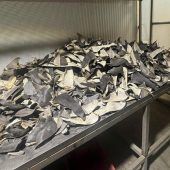 Tonnen von Haiflossen beschlagnahmt