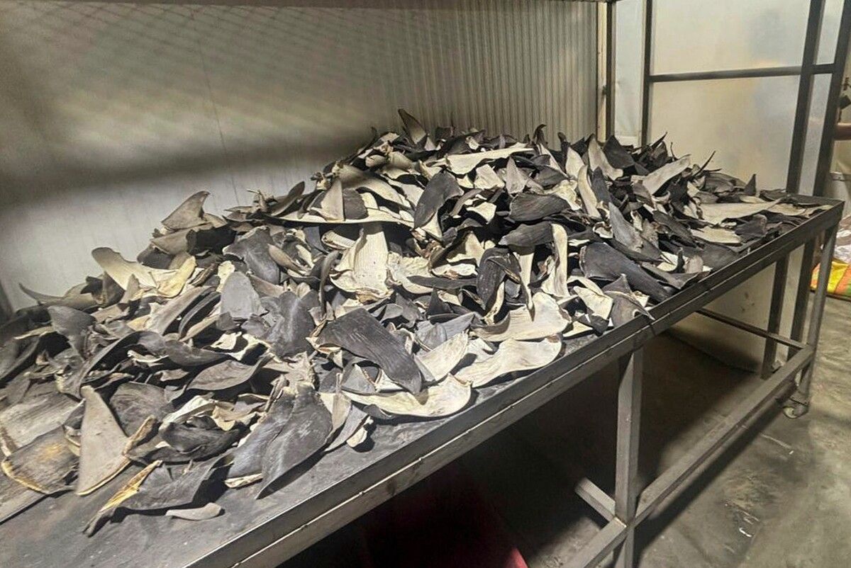 Die getrockneten Haifischflossen hätten nach Asien exportiert werden sollen.⇒AFP