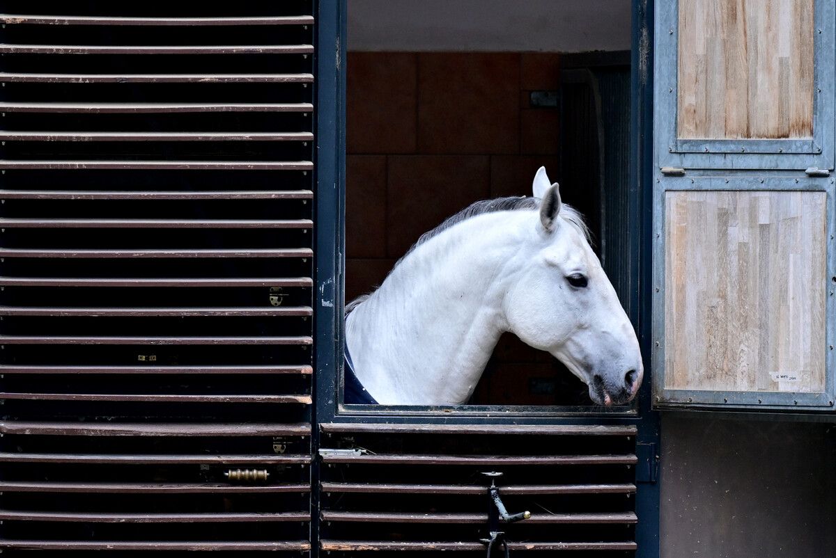 Ein Lipizzaner in den Stallungen der Spanischen Hofreitschule in Wien.⇒AFP