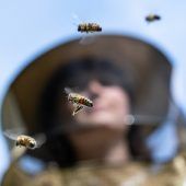 Weniger Ertrag für Imker