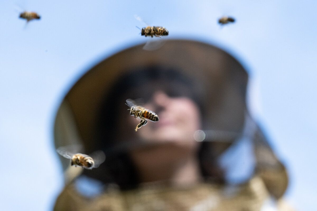 Weniger Ertrag für Imker