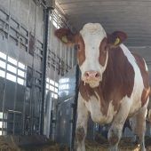 5867 heimische Rinder