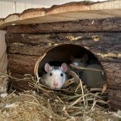 Zara ist eine kleine Vorzeigeschülerin