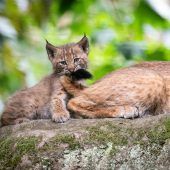 Verspielter Luchs