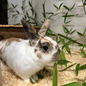 Slotty ist ein fröhlicher Vierbeiner