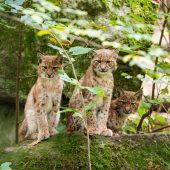 Prächtig entwickelt