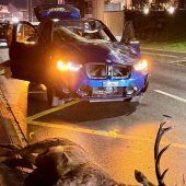 Hirsch gegen zwei Autos