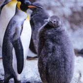 Prächtig entwickelt