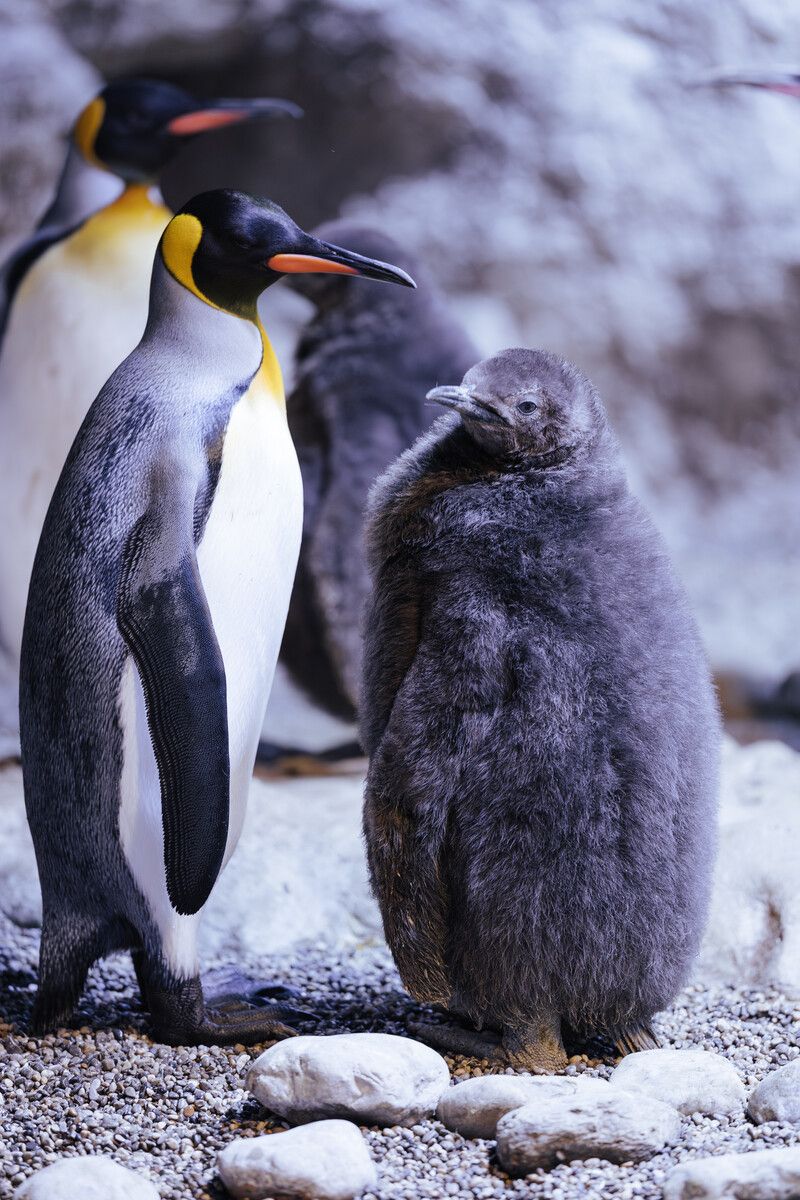 Prächtig entwickelt