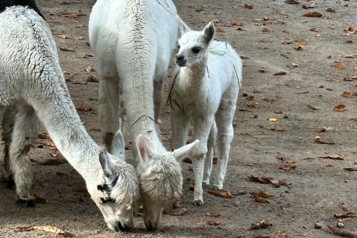 Alpaka-Nachwuchs