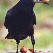 „Das Virus ist in der Region angekommen“