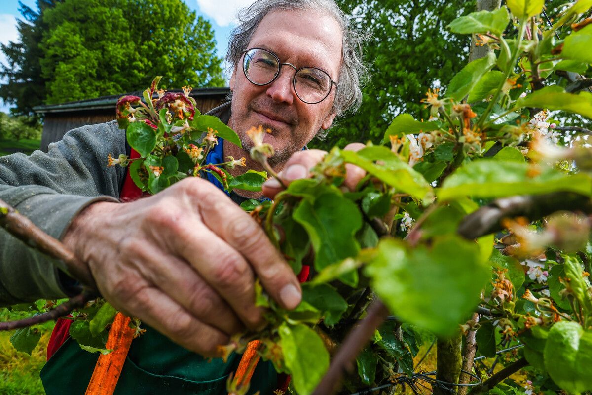 Jens Blum ist der größte Obstbauer in Vorarlberg. Heuer konnte er rund 250 Tonnen Tafeläpfel ernten. ⇒VN/Steurer