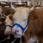 Tausende Rinder auf Schiff gefangen