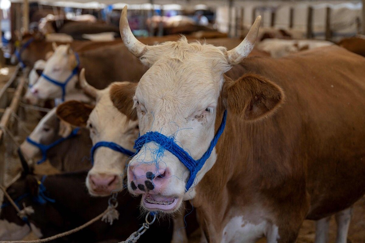 Laut Tierschützer sei die Situation an Bord denkbar schlecht.⇒AFP