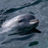 Venedig sorgt sich um „Mimmo“ – Schutz statt Touristenattraktion