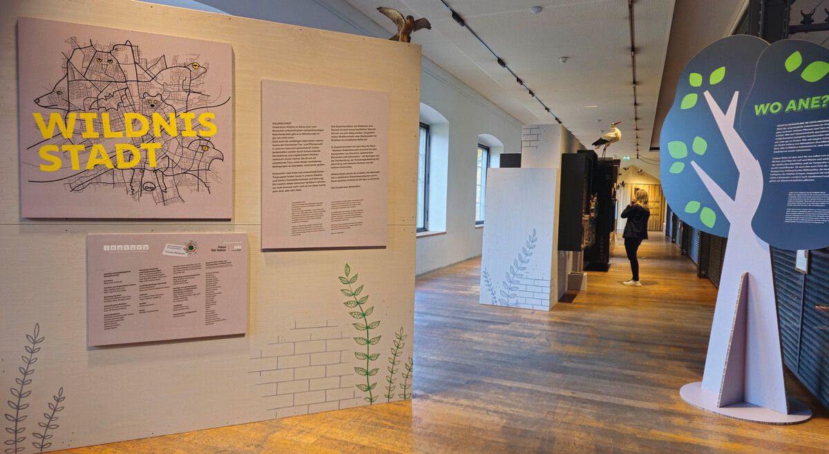 Noch bis 31. Jänner 2026 läuft in der inatura die aktuelle Sonderausstellung „Wildnis Stadt“ – sie zeigt die Vielfalt der Natur in städtischen Räumen.⇒inatura