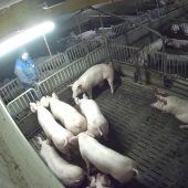 Schweinerei in Tierfabrik?