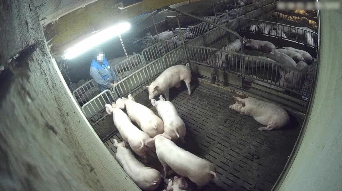 Unter dem Bild- und Videomaterial findet sich eine Szene, in der ein Arbeiter auf die Schweine uriniert.⇒VGT.at