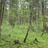 Wenn die Wälder ­husten …