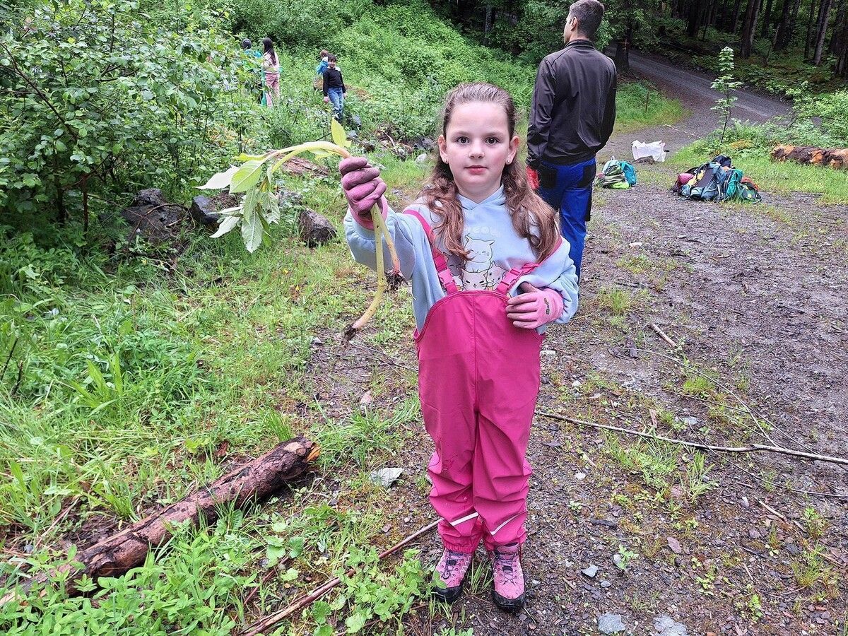 1233 Schüler und Lehrpersonen von elf Schulen mit 33 Klassen haben im Rahmen des Neophyten-Projekts mehr als 25 Tonnen Neophyten entfernt. ⇒Alpenvereinsjugend Vorarlberg