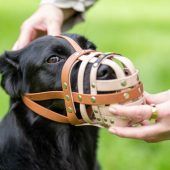 Beißtraining-Verbot vor dem Höchstgericht