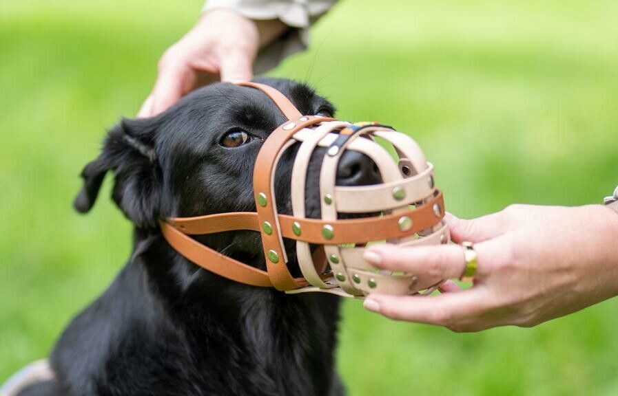 Angriffsverhalten und Beißtraining gegen Menschen sind derzeit untersagt. ⇒APA/Hochmuth