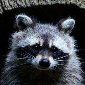 Waschbär randaliert auf Sauftour in Schnapsladen