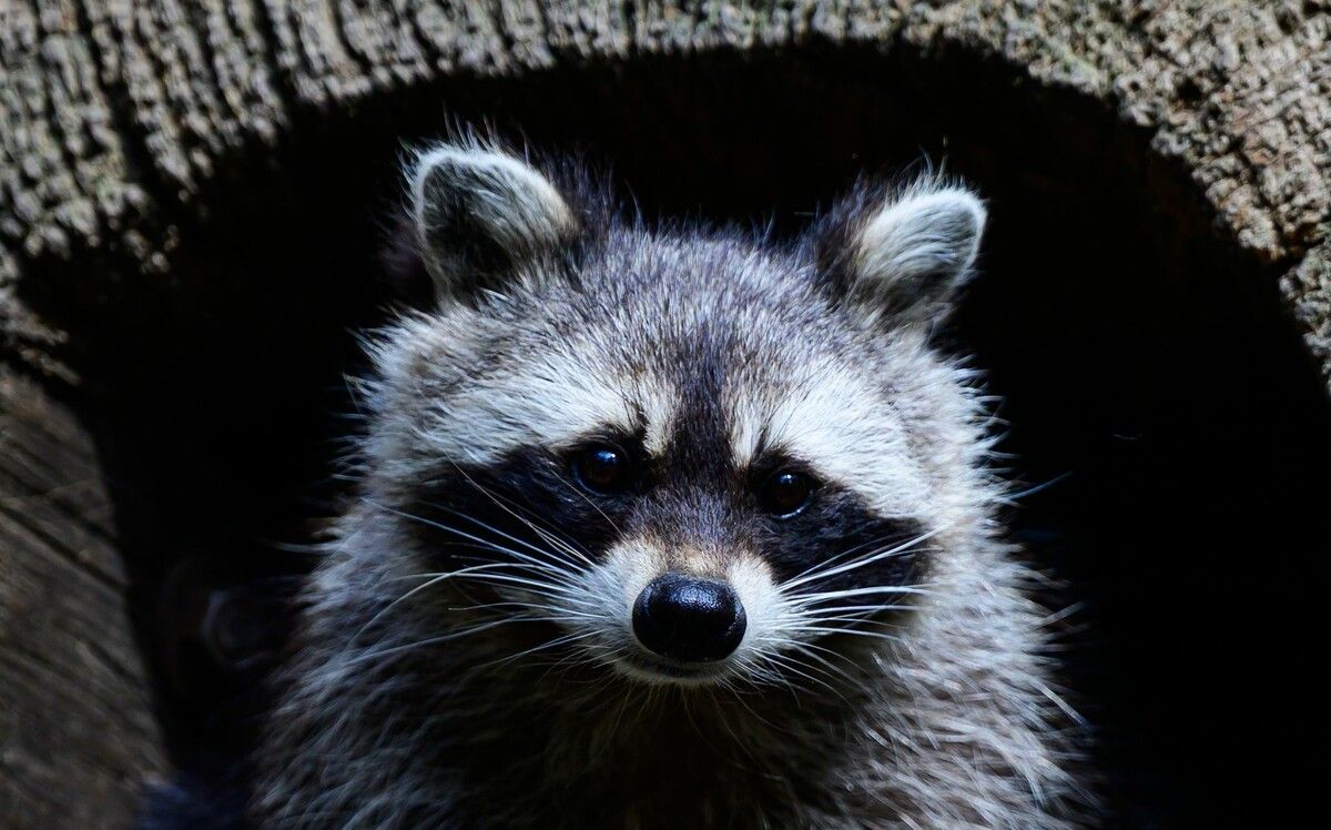 Der Waschbär hat seinen Rausch inzwischen ausgeschlafen.⇒symbolfoto/apa