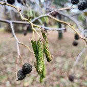 Die Pollen schlagen auch im Winter zu
