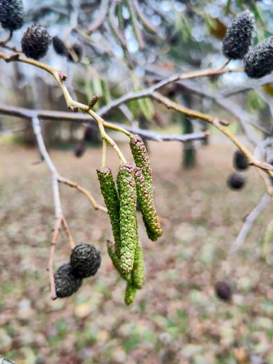 Die blühende Purpur-Erle kann bereits ab der zweiten Dezemberhälfte für juckende Augen, Niesreiz und Atembeschwerden sorgen. ⇒Pollenwarndienst