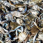 Invasive Krebsart erreicht Italien