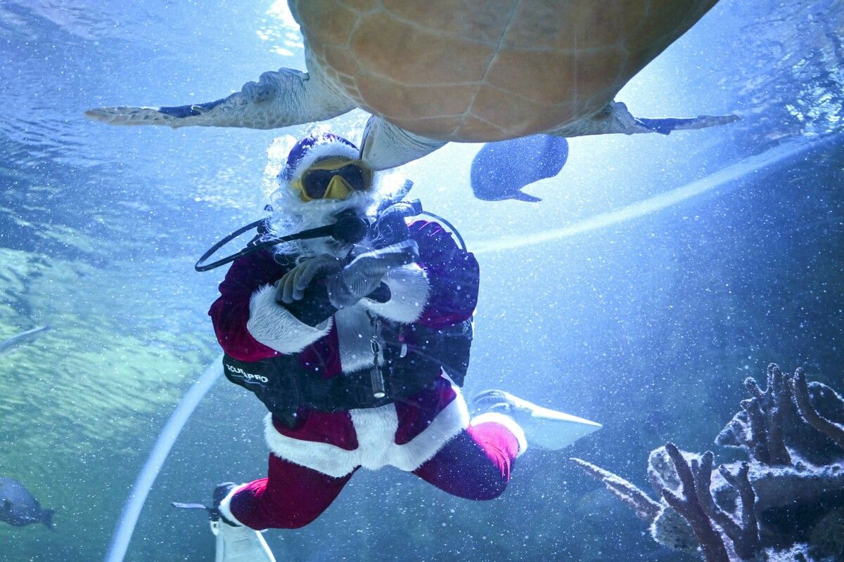 Ein als Weihnachtsmann verkleideter Taucher füttert Fische im Aquaria KLCC in Kuala Lumpur und sorgt mit einer schwimmenden Schildkröte für eine festliche Unterwasserattraktion.
