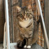 Tierheim vor Vermittlungspause