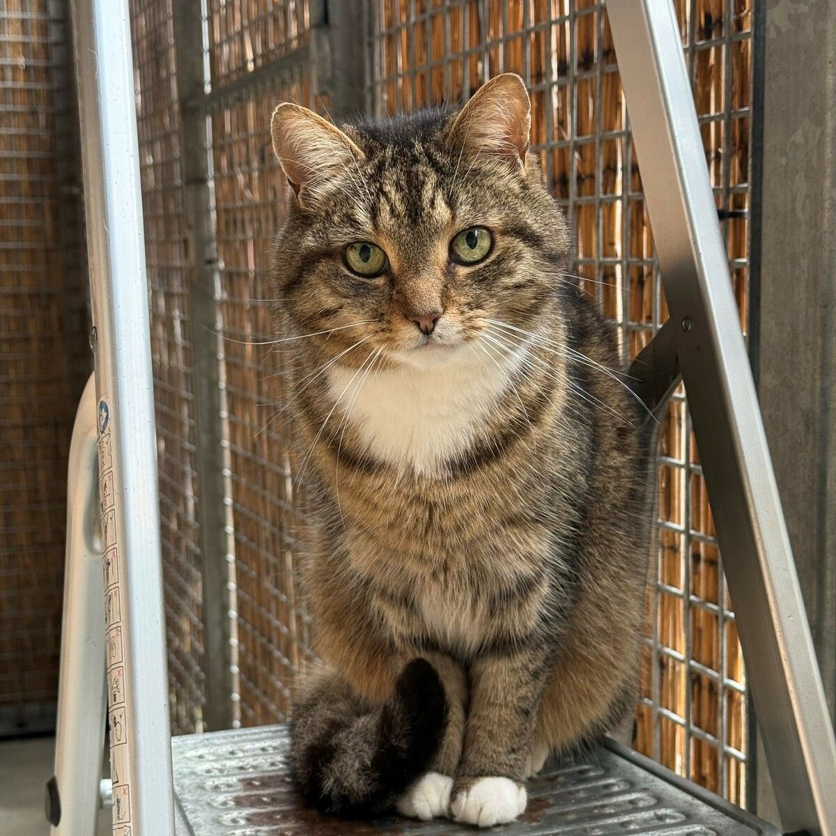 Eine Katze ist kein Weihnachtsgeschenk.⇒TSH